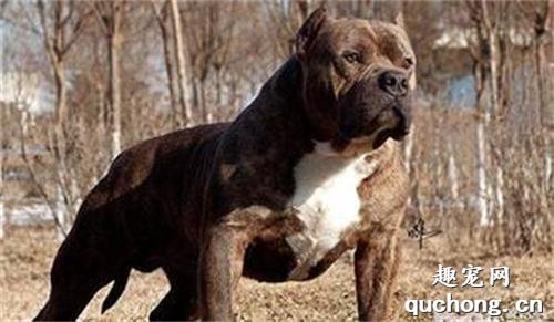 比特犬一只多少钱?