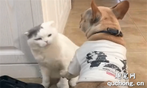 <b>有些斗牛犬，猫都惹不起！</b>