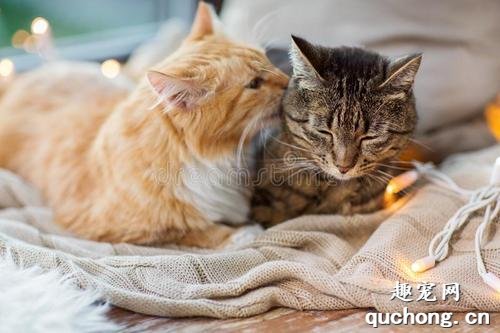 原住民猫咪如何与新来的猫处好关系?
