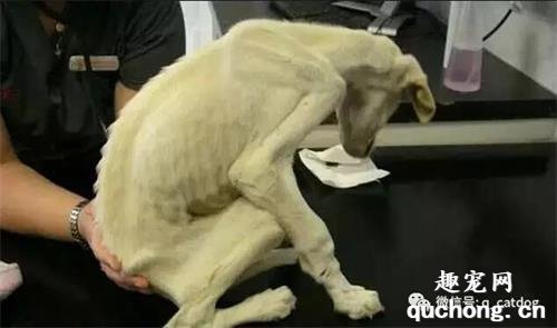 <b>世界上最瘦的狗，能活下来真是个奇迹！</b>