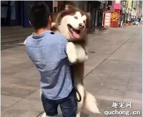 <b>阿拉斯加看到别的狗被抱着，它也找主人要抱抱，主人：心里没数？</b>