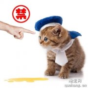 <b>猫突然到处乱尿怎么办?</b>