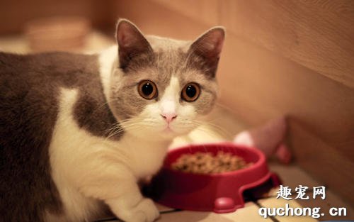 小猫不吃东西怎么办？
