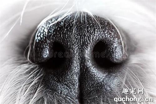 什么样的狗鼻头是健康的？