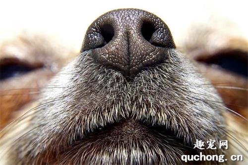 什么样的狗鼻头是健康的？
