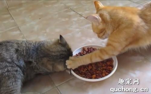 护食的猫咪会有哪些行为?