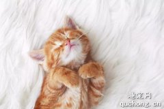 猫咪不喜欢去猫窝睡觉怎么办?