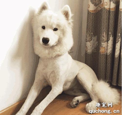 给狗狗剃毛可以让它变凉快吗？