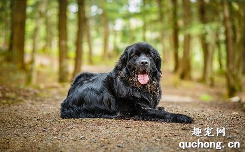 如何训练纽芬兰犬大小便？