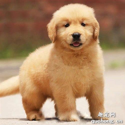 幼犬不吃东西还呕吐怎么办？