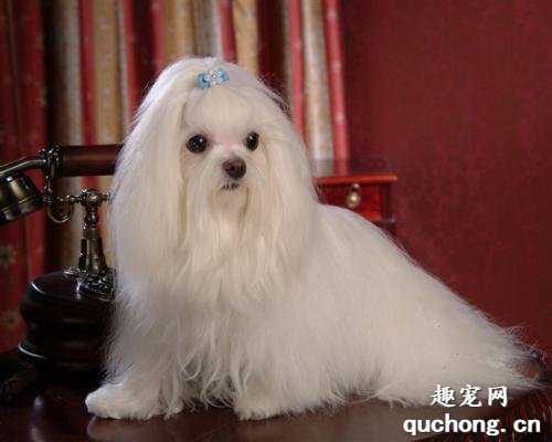 如何区分马尔济斯和西施犬？