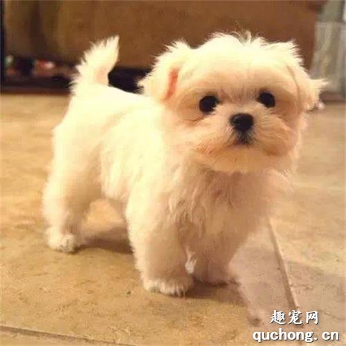 如何区分马尔济斯和西施犬？