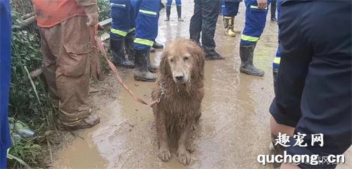 <b>搜救犬连续工作10小时！不要在灾难发生后才知道它们的好…</b>