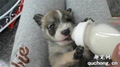 <b>小狗喝羊奶粉有啥好处？</b>