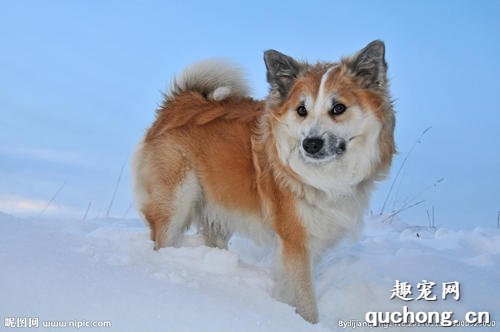 宠物狗的冬季养护，你知道多少？