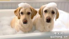 给幼犬洗澡的方法技巧