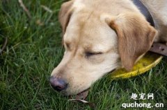 狗狗细小吐黄水是排毒吗？