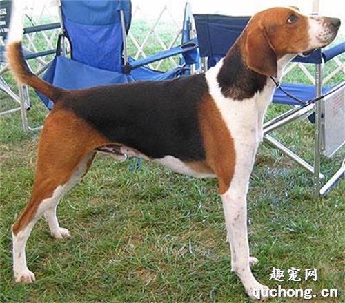 英国猎狐犬和比格犬的区别？
