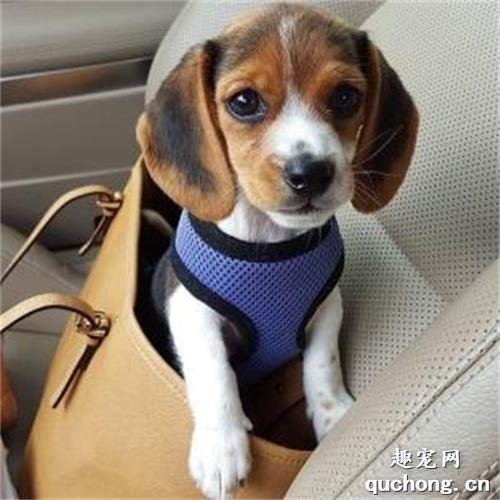 英国猎狐犬和比格犬的区别？