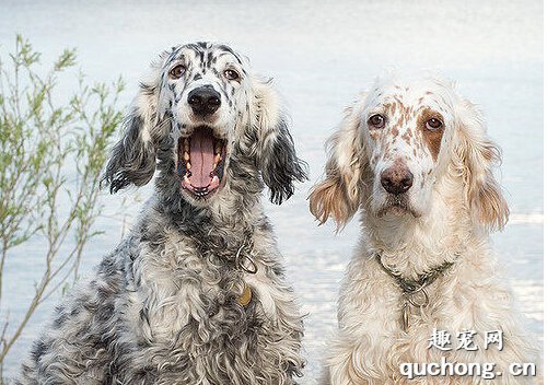 史毕诺犬价格大概是多少