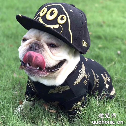 新手可以养哪些小型犬？