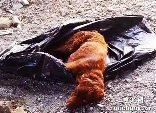 <b>小狗被人装进垃圾袋后丢弃，被发现时的画面，让人心如刀割</b>