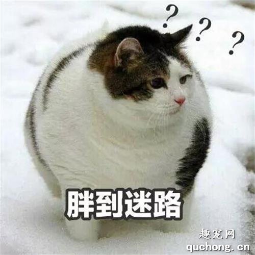 <b>胖到怀疑猫生的喵星人，咦我仿佛看到了自己？</b>