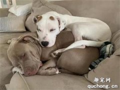 <b>同伴睡相特别差，但狗子依旧宠着它，仿佛看到了爱情！</b>