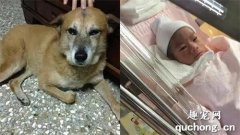 <b>她梦见已逝爱犬后怀孕　宝宝眼神让网友惊呼</b>