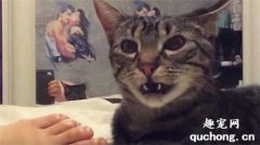 猫味闻到臭脚后为什么会张开嘴？