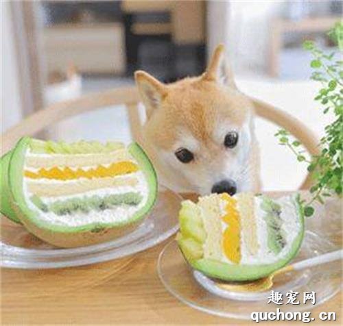 <b>主人在切东西，狗子在旁边看着一直舔舌头，馋死了！</b>
