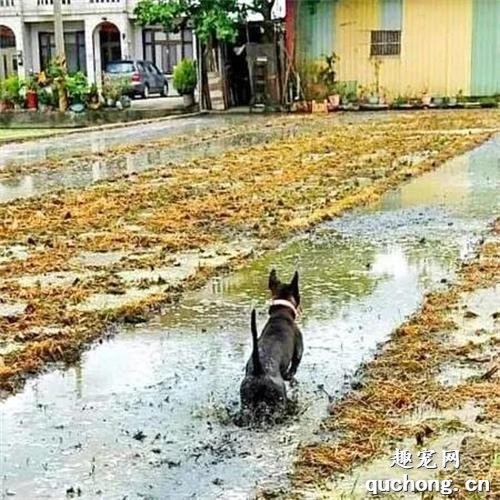 <b>爷爷在耕田，狗子兴奋的跑进去帮忙，结果网友一看笑喷了：回家惨了！</b>
