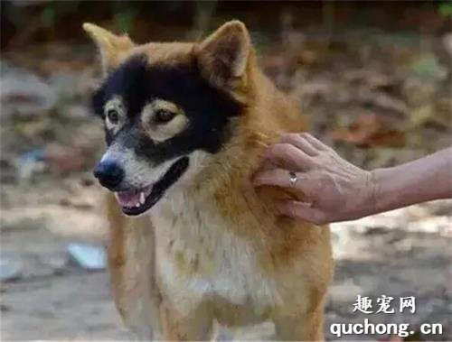 <b>狗的颜值可以低到什么程度？哈哈哈哈哈哈哈哈这也太潦草了吧！</b>