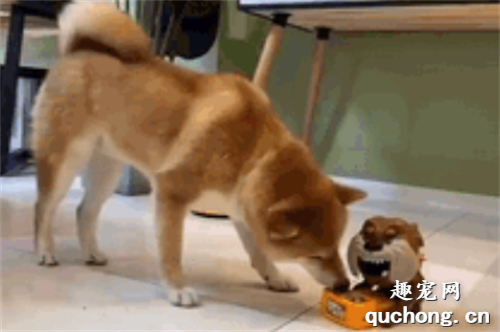 <b>主人买回护食恶犬玩具，阿柴找人壮胆，结果...</b>