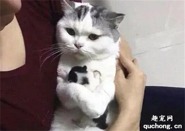 <b>猫咪生下一只独苗，女子假装要送走小猫，低头一看却下不去手</b>