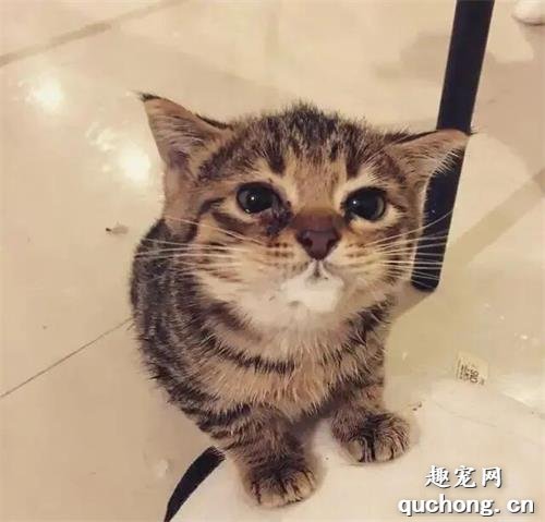 <b>因为长得不太聪明，这只猫红了，22万粉丝每天只为看它舔空气</b>