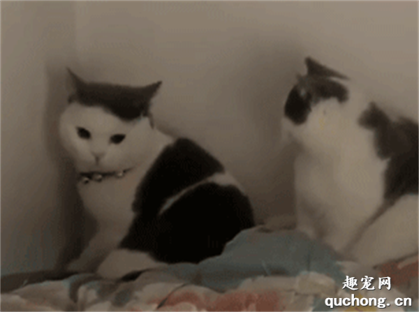 <b>猫：你给我找男朋友，就是为了看我俩吵架？</b>