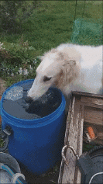 狗狗每天应该喝多少水？