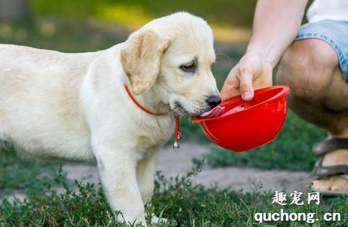 狗狗每天应该喝多少水？