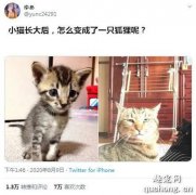 <b>这猫小时候很可爱，可是越长大，越发现有点跑偏了！</b>