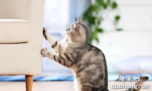 平常猫咪为什么需要磨爪子?