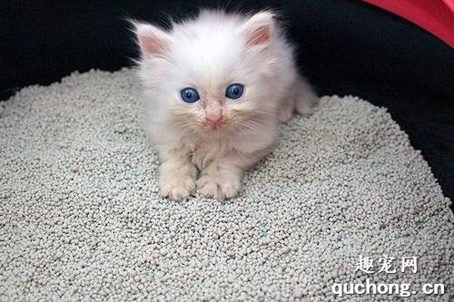 教小猫咪用猫砂有什么方法?