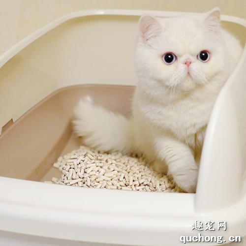 教小猫咪用猫砂有什么方法?