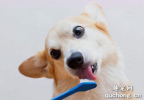 狗狗不愿意刷牙有什么办法?