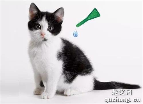 小猫咪多大的时候开始驱虫？