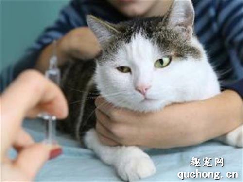 什么时候给猫咪打疫苗比较合适