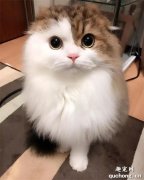 <b>日本一猫咪竟学会了这招，铲屎官表示每次出门都感到深深的绝望！</b>