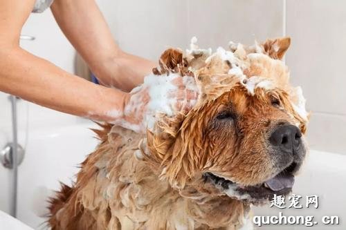 多久给狗狗洗澡一次比较合适