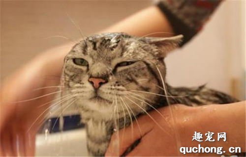 猫咪不喜欢洗澡有什么办法吗?