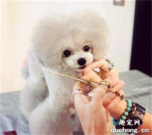 怎么帮泰迪狗狗修剪毛发?